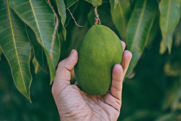 Comment planter et faire germer un noyau de mangue ? - PalmBiscotte.com